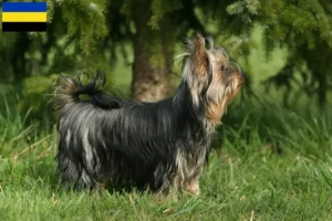 Read more about the article Yorkshire Terrier breeders and puppies in Gelderland