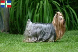Read more about the article Yorkshire Terrier breeders and puppies in Groningen