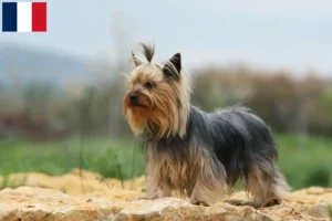 Read more about the article Yorkshire Terrier breeders and puppies in Guadeloupe