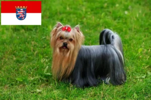 Read more about the article Yorkshire Terrier breeders and puppies in Hessen