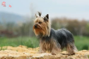 Read more about the article Yorkshire Terrier breeders and puppies in Hovedstaden