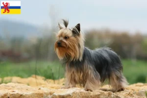 Read more about the article Yorkshire Terrier breeders and puppies in Limburg