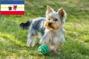 Read more about the article Yorkshire Terrier breeders and puppies in Mecklenburg-Vorpommern