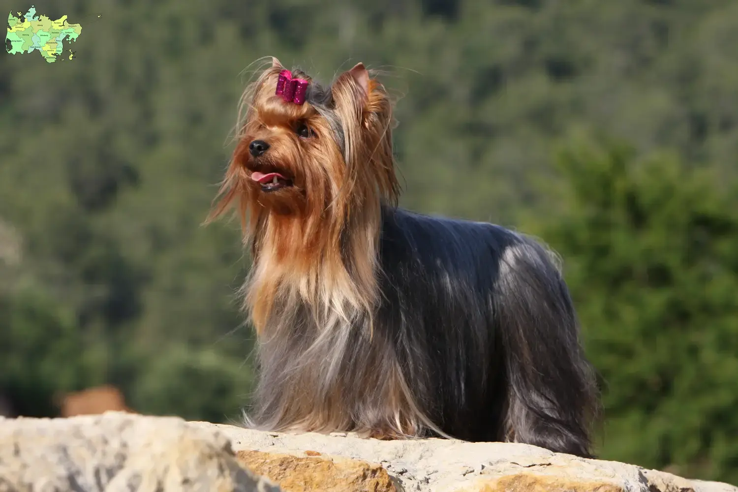 Read more about the article Yorkshire Terrier breeders and puppies in Midtjylland