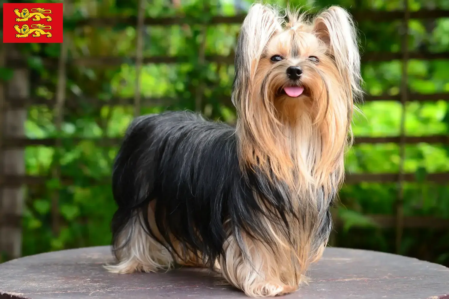 Read more about the article Yorkshire Terrier breeders and puppies in Normandy