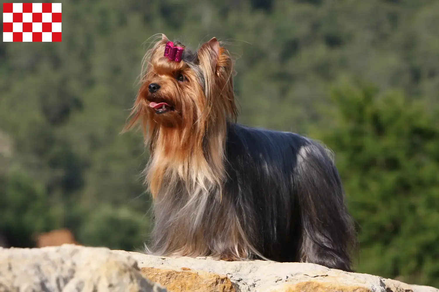 Read more about the article Yorkshire Terrier breeders and puppies in North Brabant