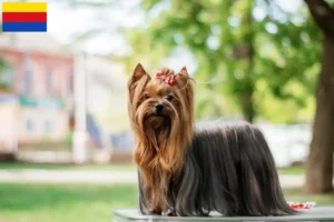 Read more about the article Yorkshire Terrier breeders and puppies in North Holland