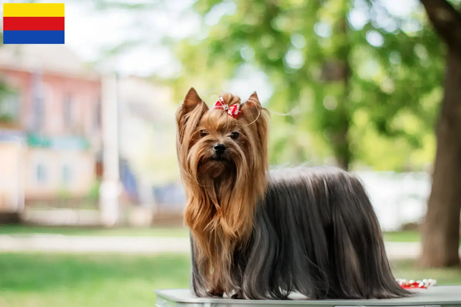 Read more about the article Yorkshire Terrier breeders and puppies in North Holland