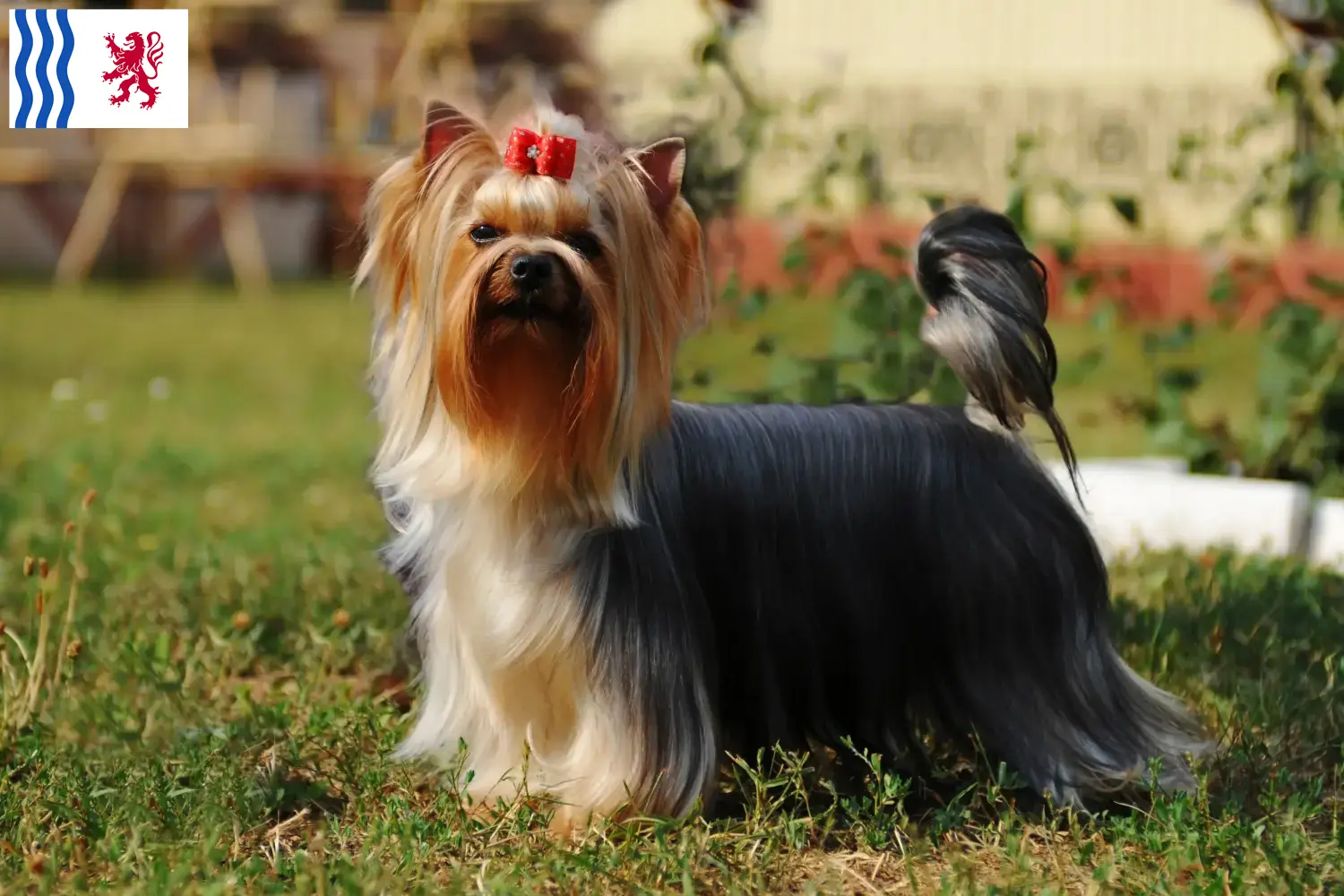 Read more about the article Yorkshire Terrier breeders and puppies in Nouvelle-Aquitaine