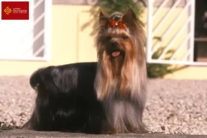 Read more about the article Yorkshire Terrier breeders and puppies in Occitania