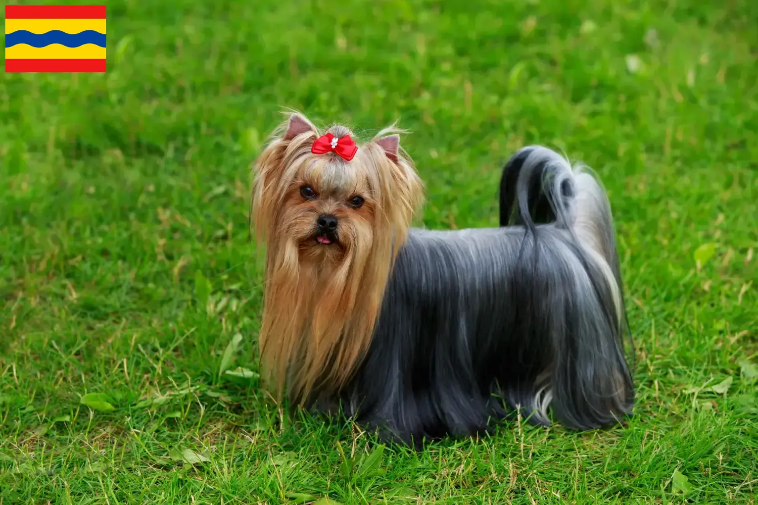 Read more about the article Yorkshire Terrier breeders and puppies in Overijssel