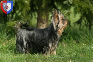 Read more about the article Yorkshire Terrier breeders and puppies in Pays de la Loire