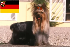 Read more about the article Yorkshire Terrier breeders and puppies in Rhineland-Palatinate