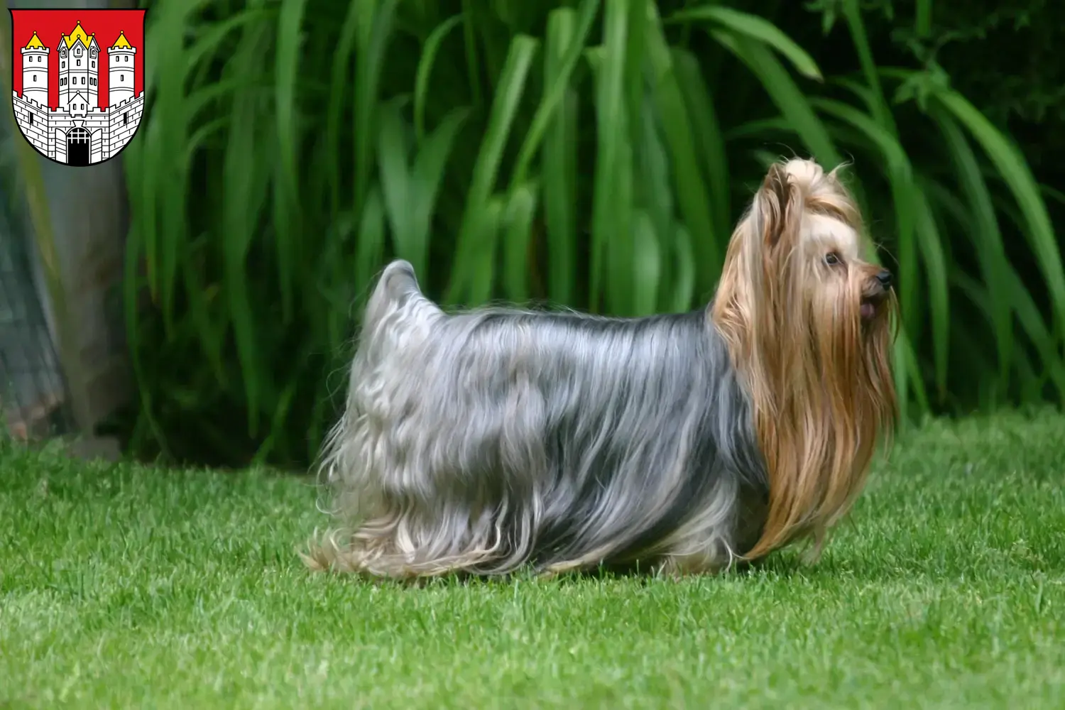 Read more about the article Yorkshire Terrier breeders and puppies in Salzburg