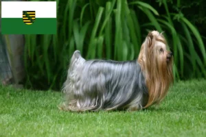 Read more about the article Yorkshire Terrier breeders and puppies in Saxony