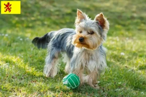 Read more about the article Yorkshire Terrier breeders and puppies in South Holland