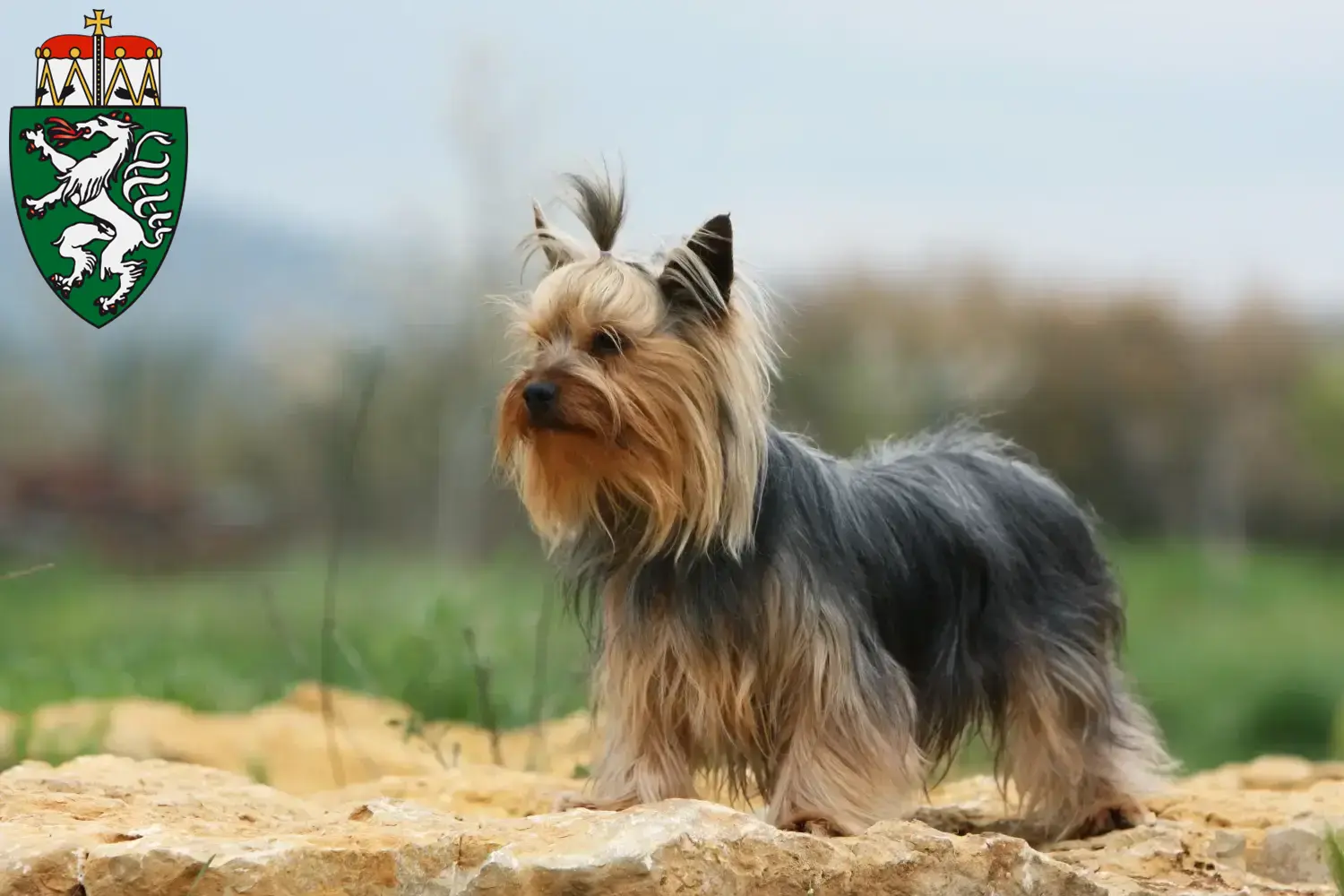 Read more about the article Yorkshire Terrier breeders and puppies in Styria