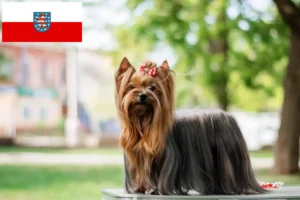 Read more about the article Yorkshire Terrier breeders and puppies in Thuringia