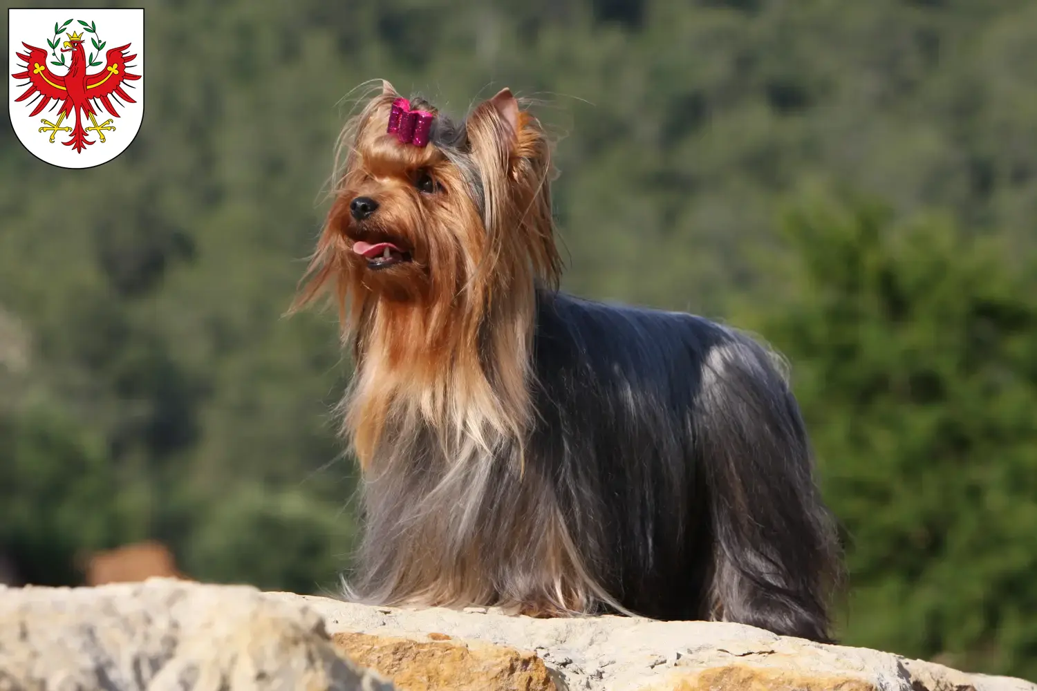 Read more about the article Yorkshire Terrier breeders and puppies in Tirol