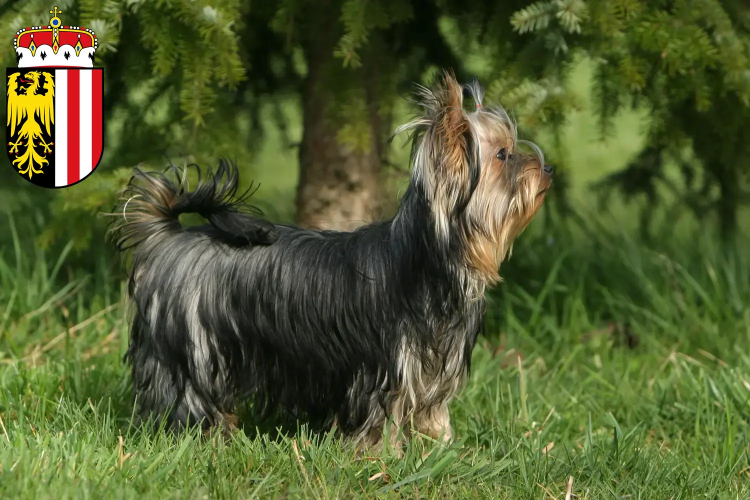 Read more about the article Yorkshire Terrier breeders and puppies in Upper Austria