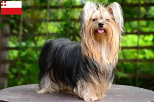 Read more about the article Yorkshire Terrier breeders and puppies in Utrecht