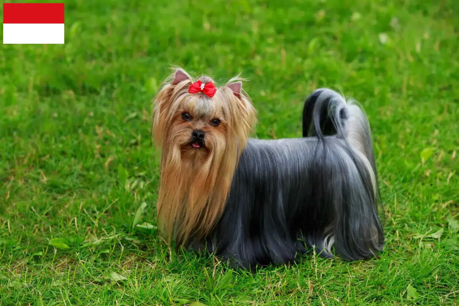Read more about the article Yorkshire Terrier breeders and puppies in Vienna