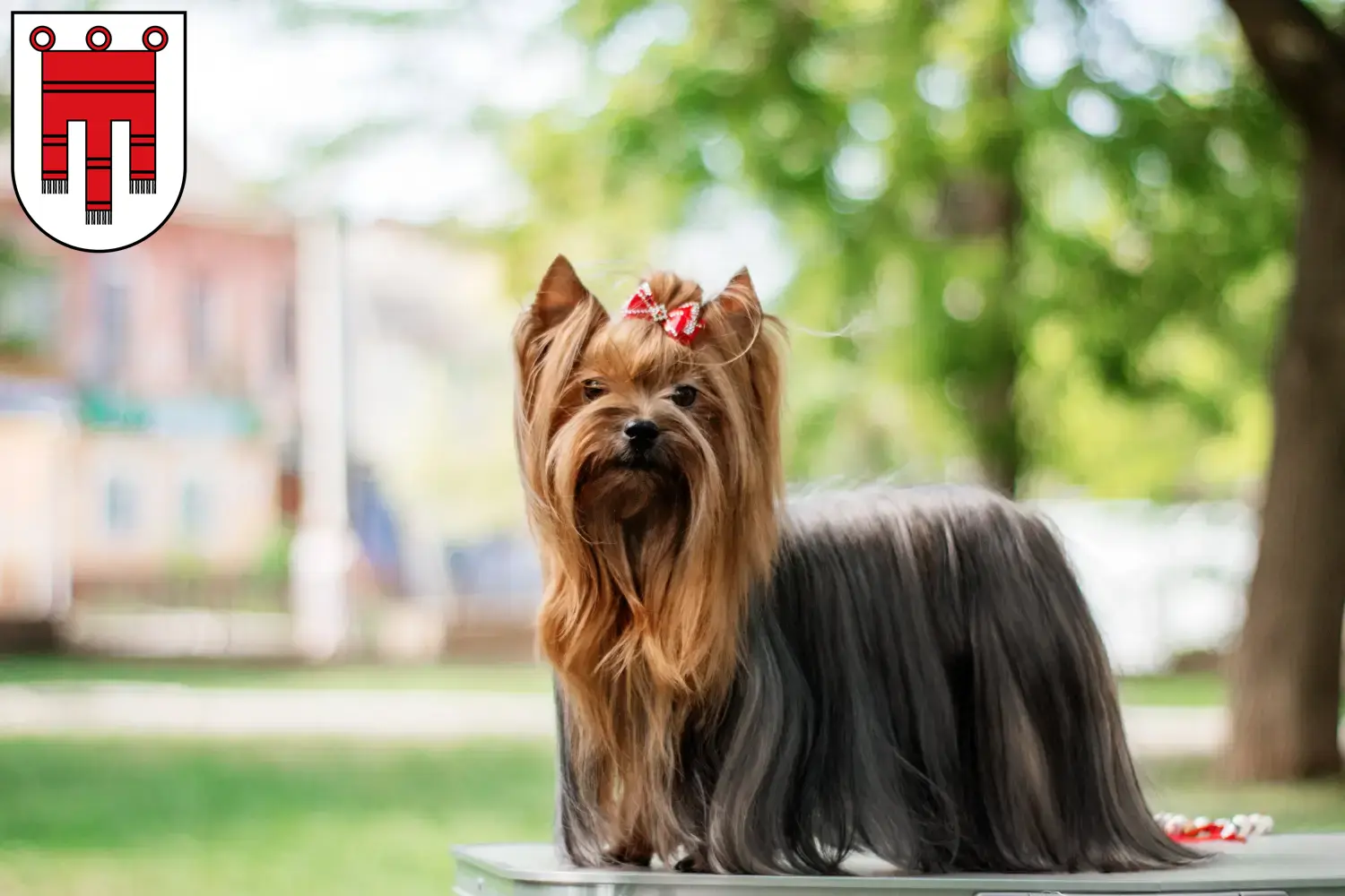 Read more about the article Yorkshire Terrier breeders and puppies in Vorarlberg