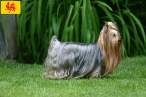 Read more about the article Yorkshire Terrier breeders and puppies in Walloon Region