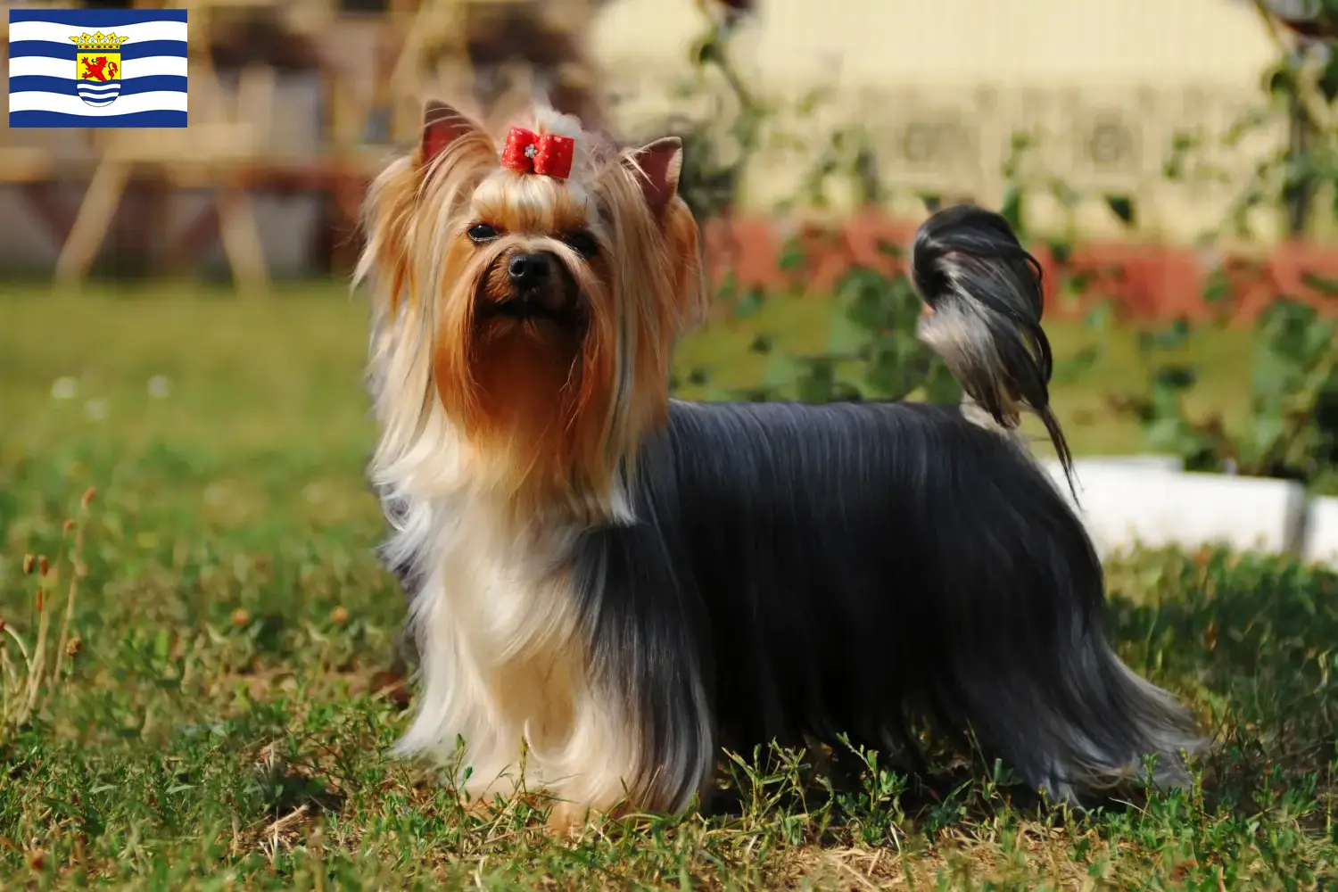 Read more about the article Yorkshire Terrier breeders and puppies in Zeeland
