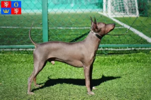 Read more about the article American Hairless Terrier breeders and puppies in Hradec Králové