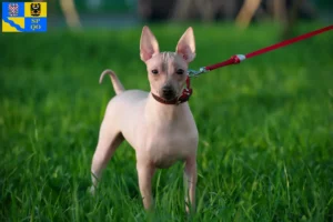 Read more about the article American Hairless Terrier breeders and puppies in Olomouc