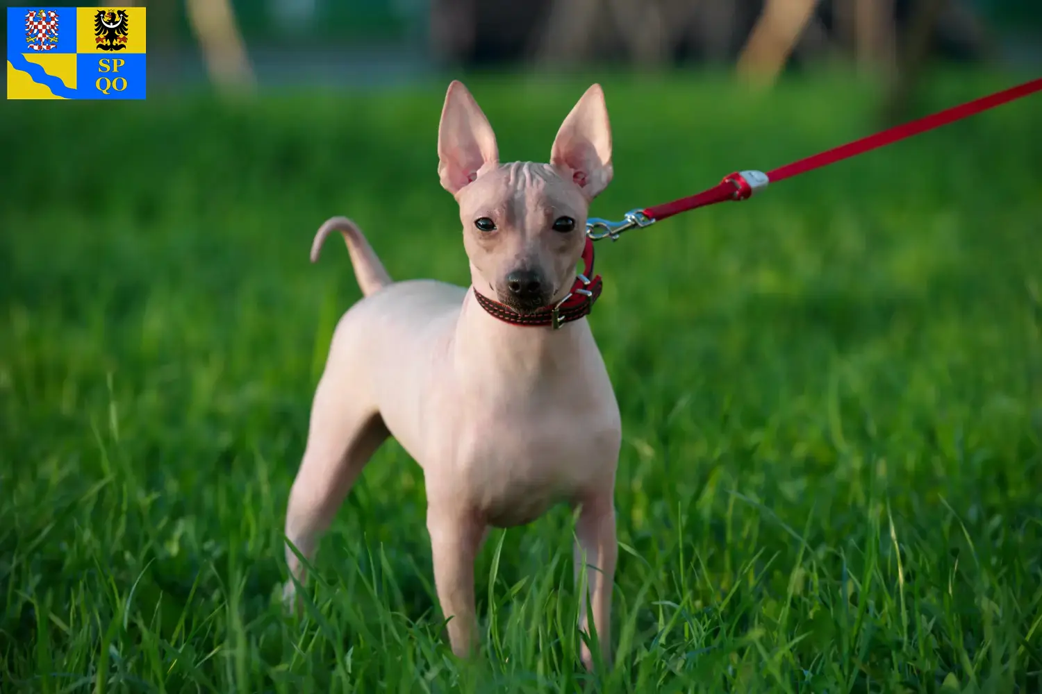 Read more about the article American Hairless Terrier breeders and puppies in Olomouc