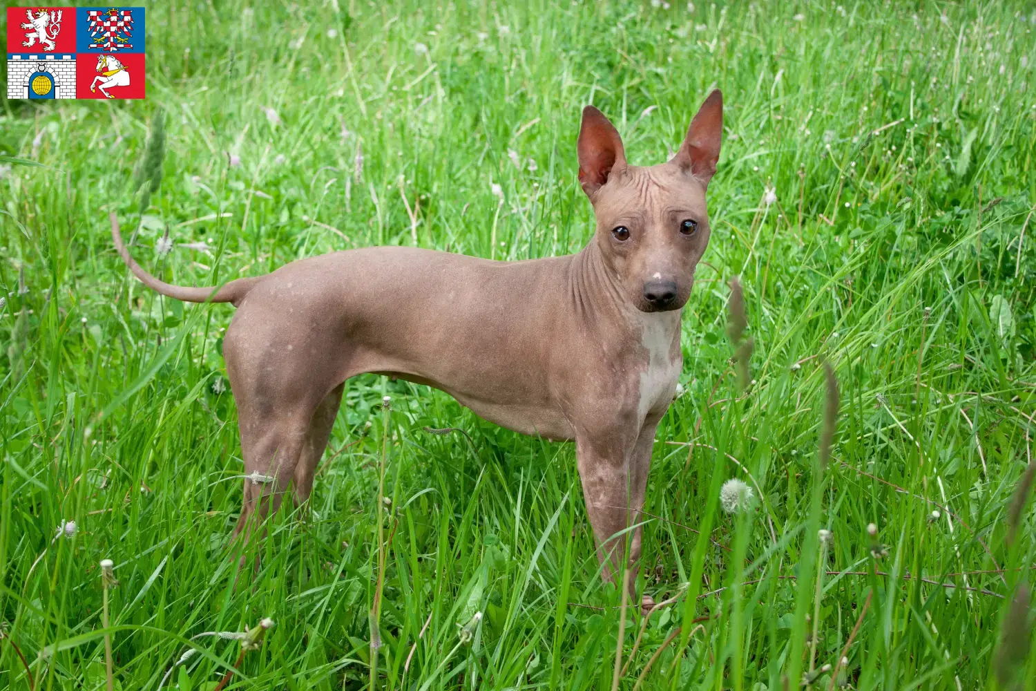 Read more about the article American Hairless Terrier breeders and puppies in Pardubice