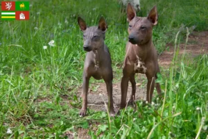 Read more about the article American Hairless Terrier breeders and puppies in Pilsen