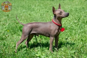 Read more about the article American Hairless Terrier breeders and puppies in Prague