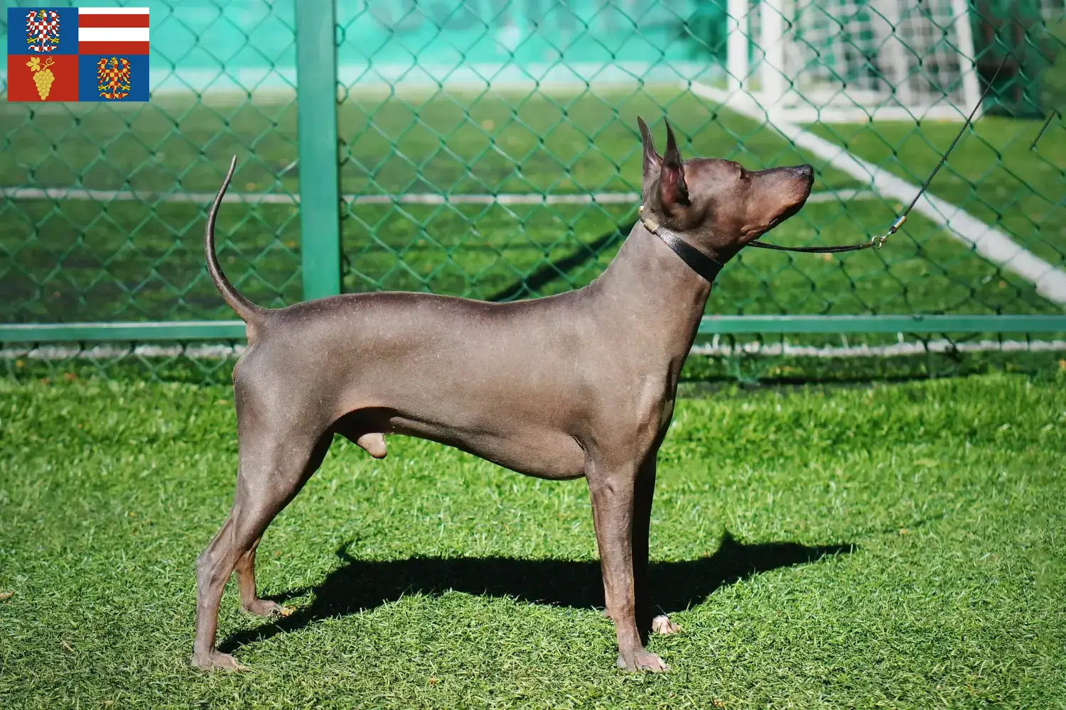 Read more about the article American Hairless Terrier breeders and puppies in South Moravia