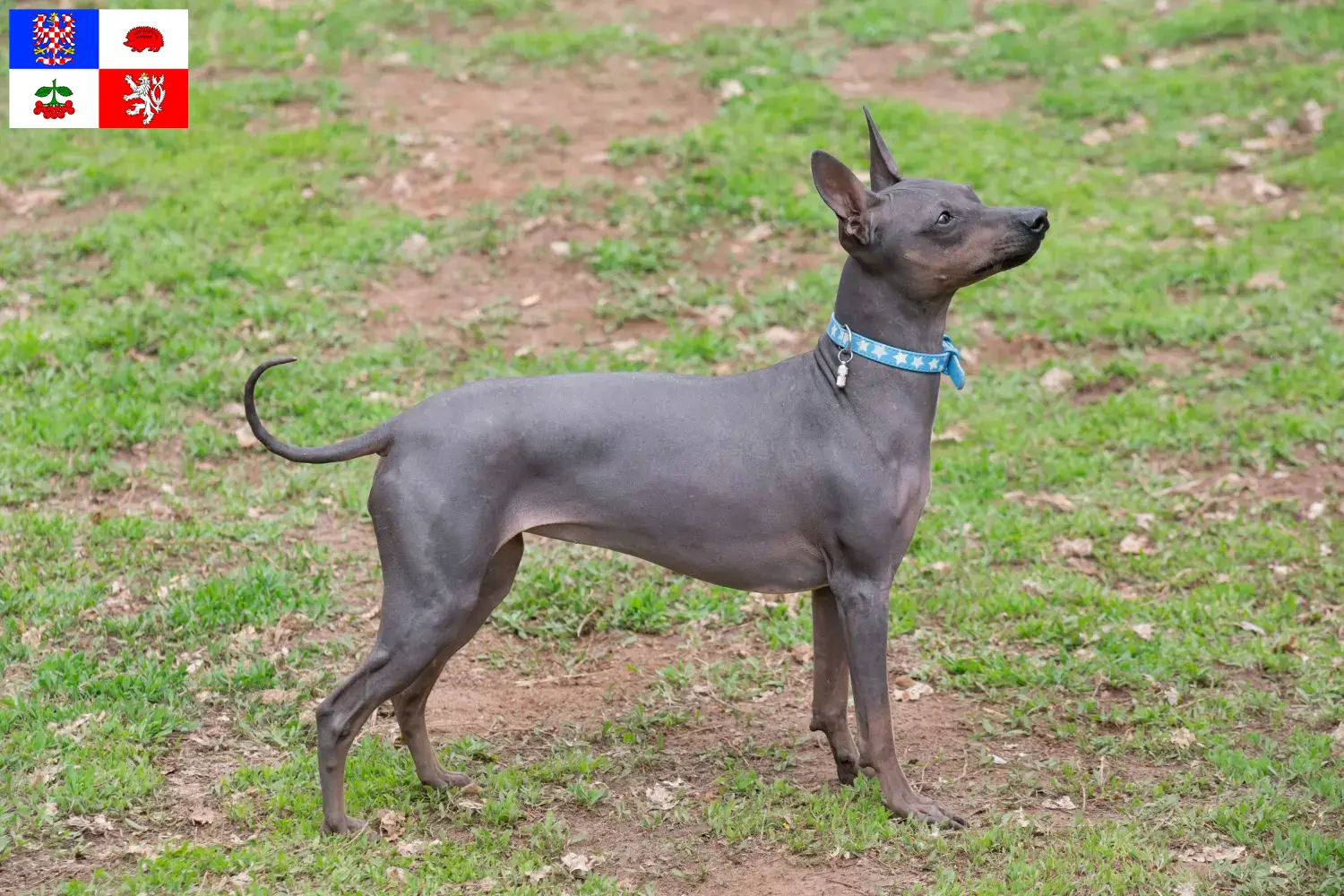 Read more about the article American Hairless Terrier breeders and puppies in Vysočina