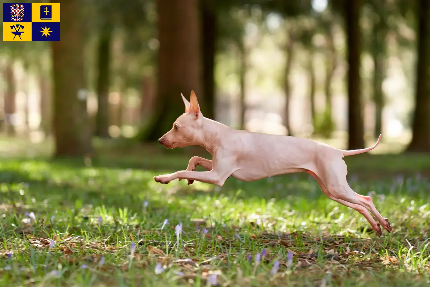 Read more about the article American Hairless Terrier breeders and puppies in Zlín