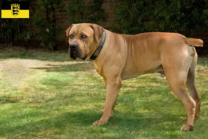 Read more about the article Boerboel breeders and puppies in Baden-Württemberg