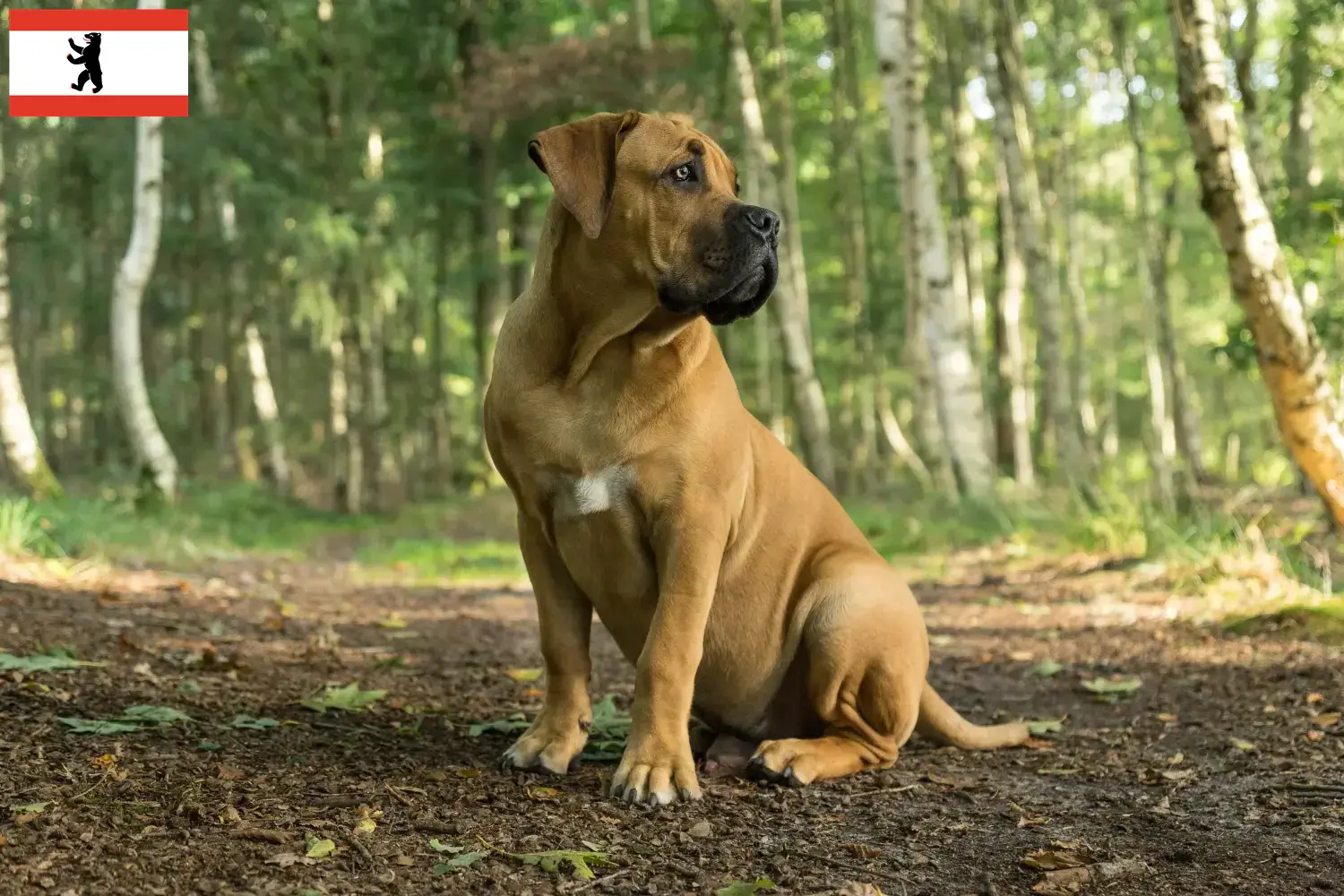 Read more about the article Boerboel breeders and puppies in Berlin