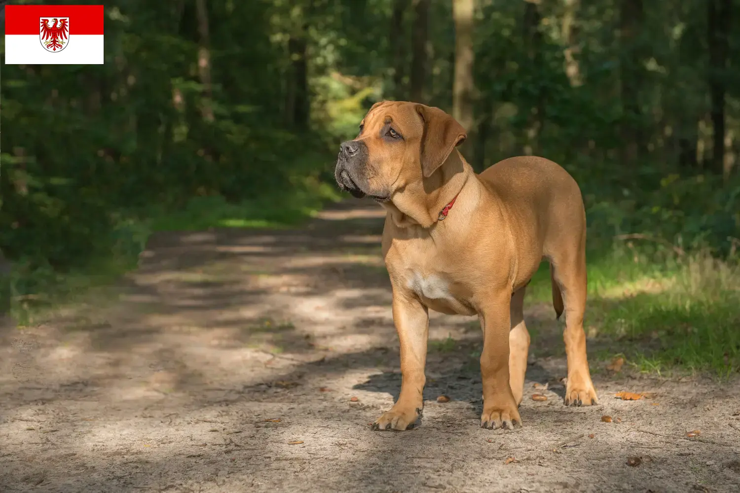 Read more about the article Boerboel breeders and puppies in Brandenburg