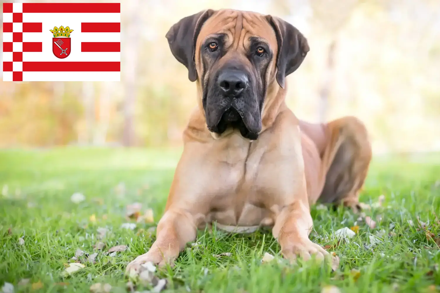 Read more about the article Boerboel breeders and puppies in Bremen