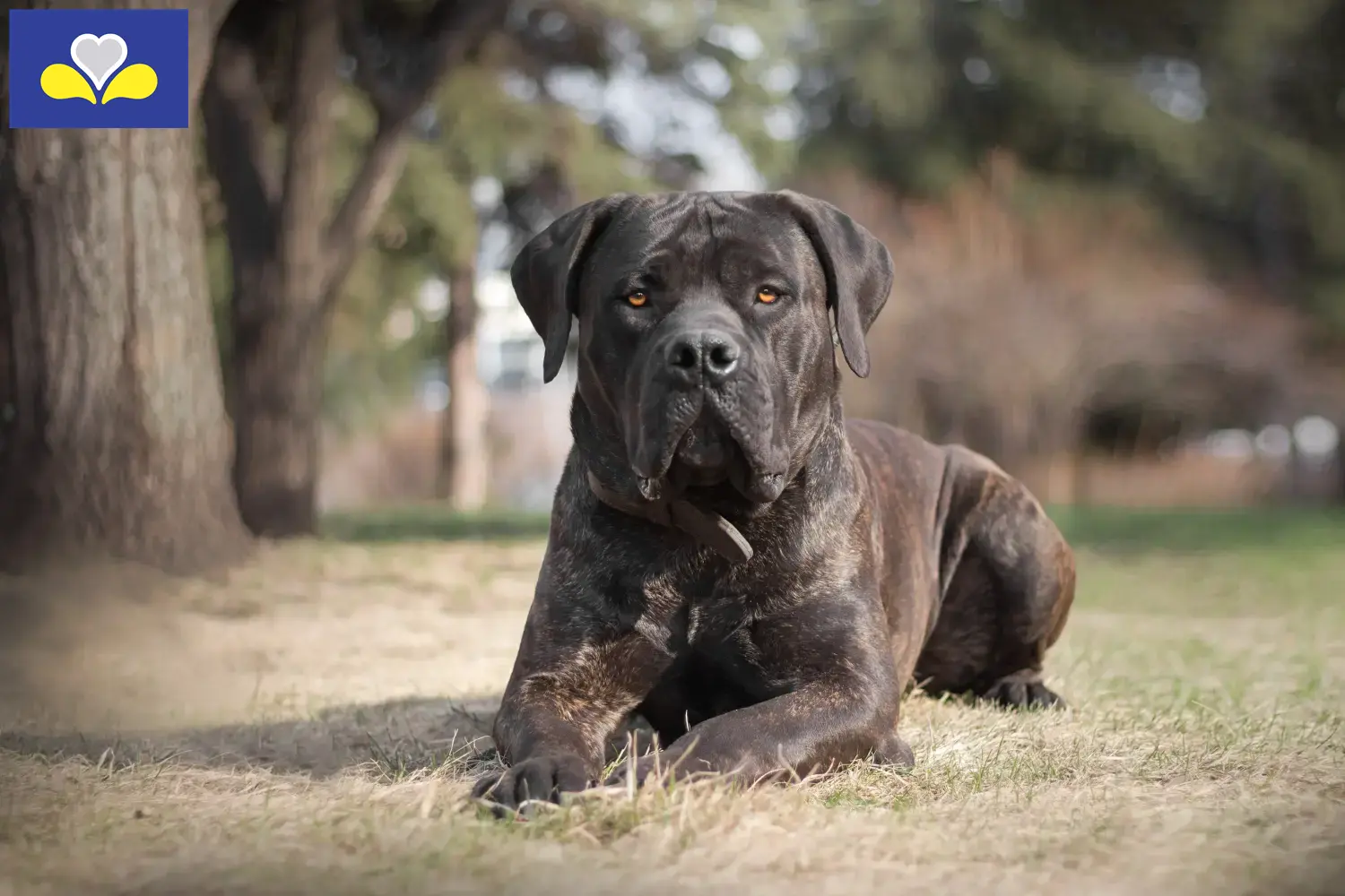 Read more about the article Boerboel breeders and puppies in Brussels-Capital Region