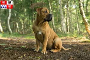 Read more about the article Boerboel breeders and puppies in Central Bohemia