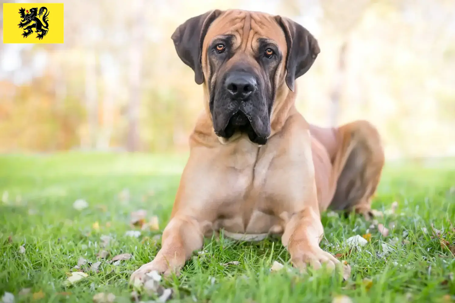 Read more about the article Boerboel breeders and puppies in Flanders