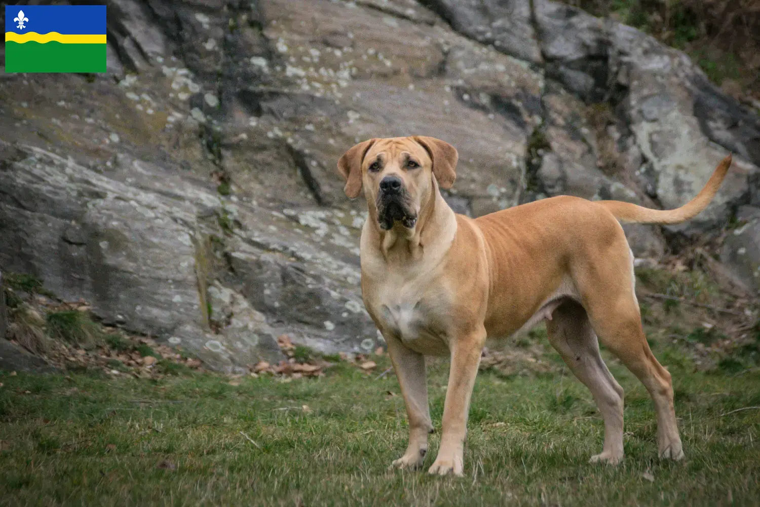 Read more about the article Boerboel breeders and puppies in Flevoland