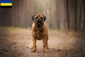 Read more about the article Boerboel breeders and puppies in Gelderland