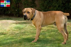 Read more about the article Boerboel breeders and puppies in Groningen