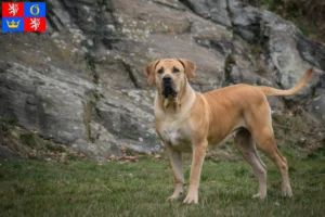 Read more about the article Boerboel breeders and puppies in Hradec Králové