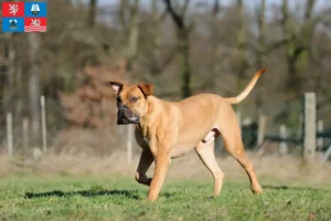 Read more about the article Boerboel breeders and puppies in Karlsbad